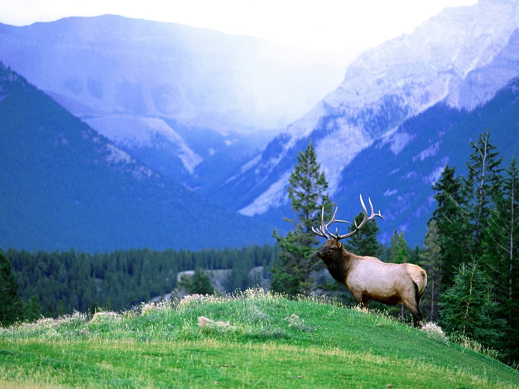 Bull Elk